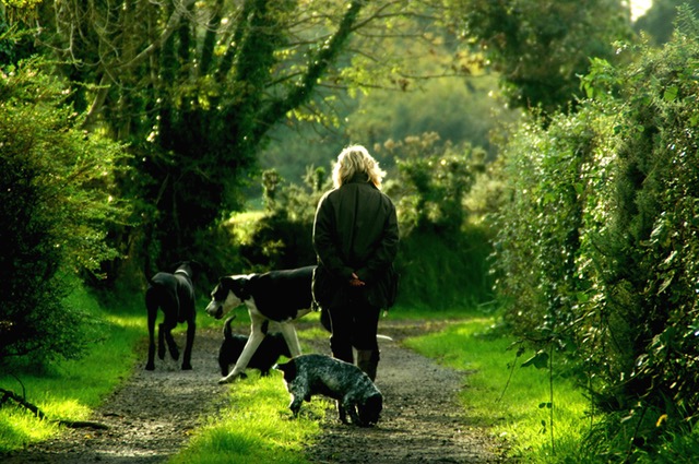 woman walking dogs pexels